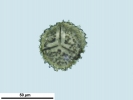Anthoceros caucasicus