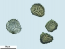 Anthoceros caucasicus