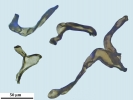 Anthoceros caucasicus