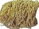 Anacolia webbii