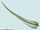 Anacolia webbii