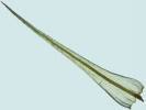 Anacolia webbii