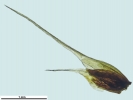 Anacolia webbii