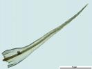 Anacolia webbii