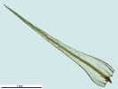 Anacolia webbii