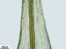 Anacolia webbii