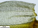 Anacolia webbii