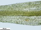 Anacolia webbii