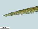 Anacolia webbii