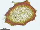 Anacolia webbii