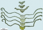 Anacolia webbii