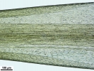 Campylopus brevipilus