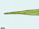 Campylopus brevipilus