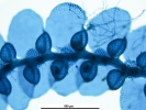 Harpalejeunea subacuta