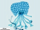 Harpalejeunea subacuta