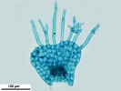 Harpalejeunea subacuta