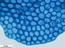 Harpalejeunea subacuta