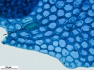 Harpalejeunea subacuta