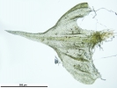 Thuidium tomentosum