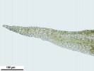 Thuidium tomentosum