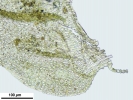 Thuidium tomentosum