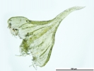 Thuidium tomentosum
