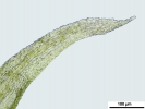 Thuidium tomentosum