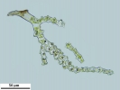 Thuidium tomentosum