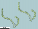 Thuidium tomentosum