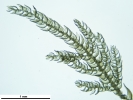 Thuidium tomentosum