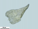 Thuidium tomentosum