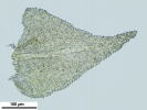 Thuidium tomentosum