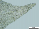 Thuidium tomentosum