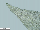 Thuidium tomentosum