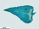 Thuidium tomentosum