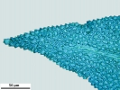 Thuidium tomentosum