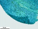 Thuidium tomentosum