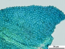 Thuidium tomentosum