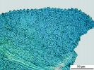 Thuidium tomentosum