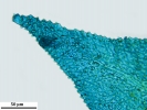 Thuidium tomentosum