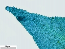 Thuidium tomentosum