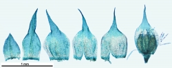 Thuidium tomentosum