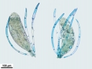 Thuidium tomentosum
