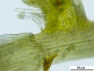 Lepyrodontopsis trichophylla