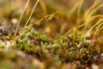 Pterygoneurum lamellatum