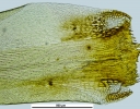 Campylopus richardii