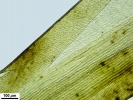 Campylopus richardii