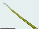 Campylopus richardii