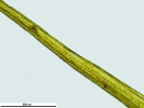 Campylopus richardii