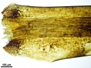 Campylopus richardii